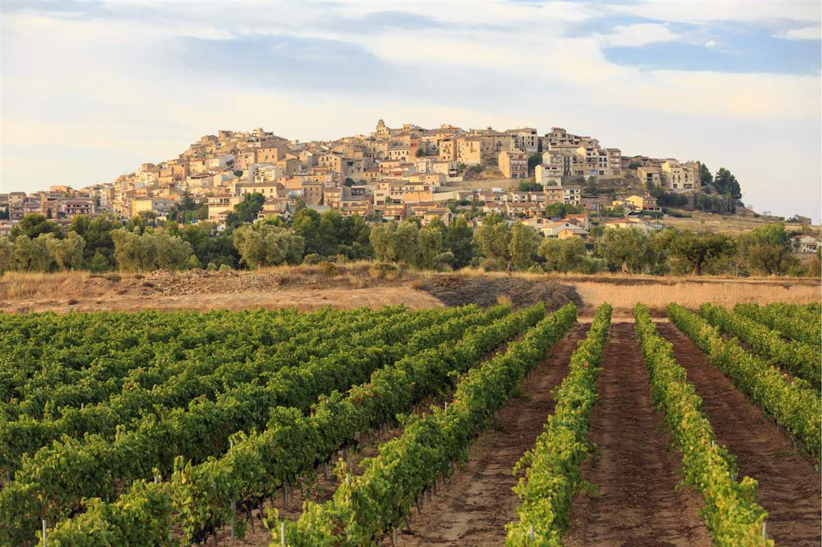 En este momento estás viendo Altiplà Wines